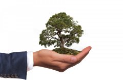 Descubra o Que é Contabilidade Ambiental e Sua Importância  