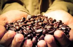 Agricultura Familiar - Saiba como essa Modalidade Influencia na Economia   Agricultura Familiar - Saiba como essa Modalidade Influencia na Economia