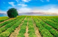 Portaria Interministerial: inclusão de agricultores no Programa Minha Casa Minha Vida Rural  