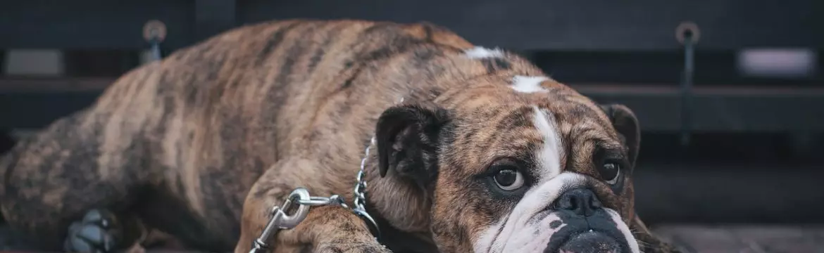 Entenda Como Funciona a Lei Contra Maus Tratos aos Animais  