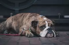 Entenda Como Funciona a Lei Contra Maus Tratos aos Animais  