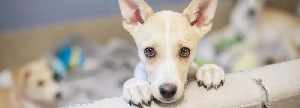 Divórcio: Quem Fica Com a Guarda do Pet?  