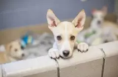 Divórcio: Quem Fica Com a Guarda do Pet?  