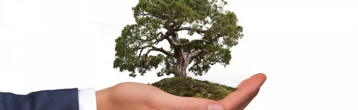 Descubra o Que é Contabilidade Ambiental e Sua Importância  