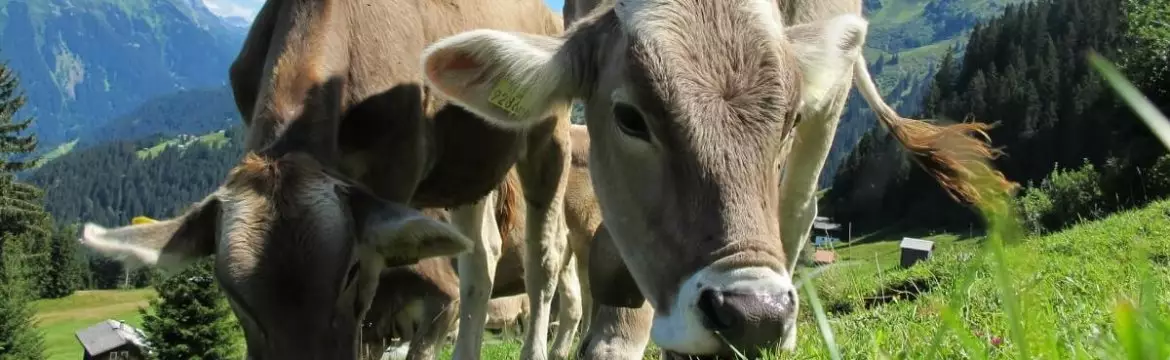 Sua Contabilidade Rural Está Errada! Descubra o porquê  