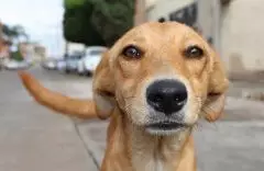 Quais São Os Direitos Dos Animais?  